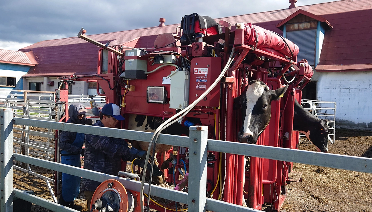 削蹄作業現場視察
