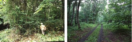 (左)森林整備を開始した当時の様子、(右)活動によって明るい森へと再生した様子