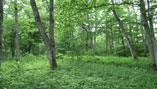画像:活動により再生された森