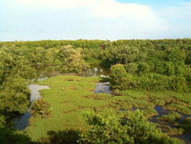 画像:多様な生態系の宝庫である湿地帯