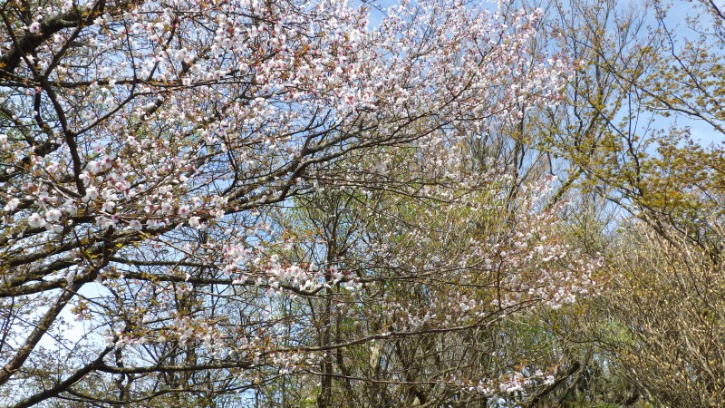 マメザクラは結構咲いている