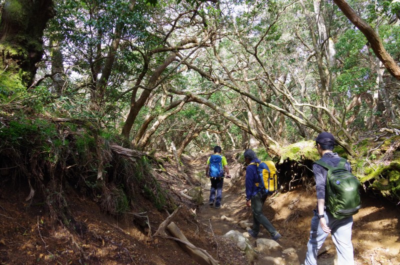 馬酔木のトンネルに向かう