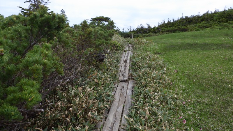 皇太子ルートの木道