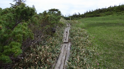 皇太子ルートの木道