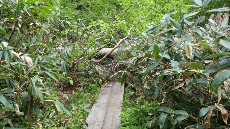 白沢清水の倒木