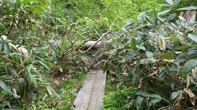 白沢清水の倒木