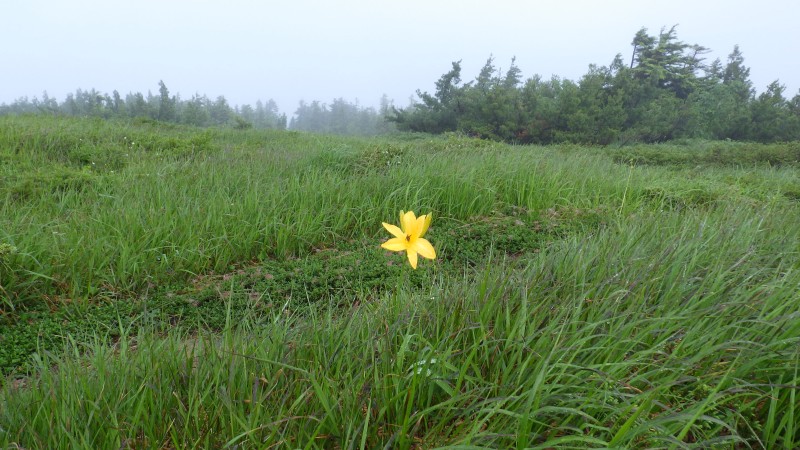 ニッコウキスゲ