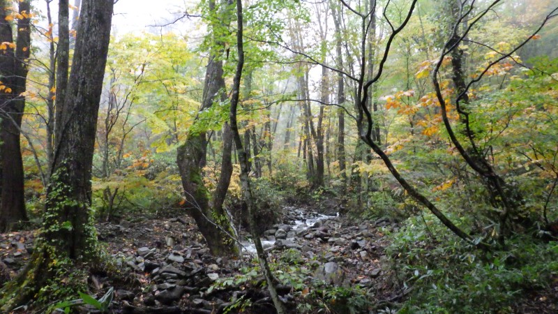 ルートがしっかりして来る