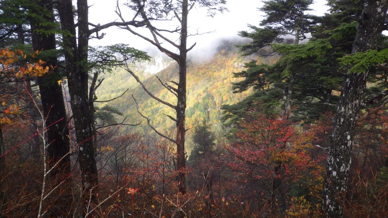 紅葉が見えるのだが