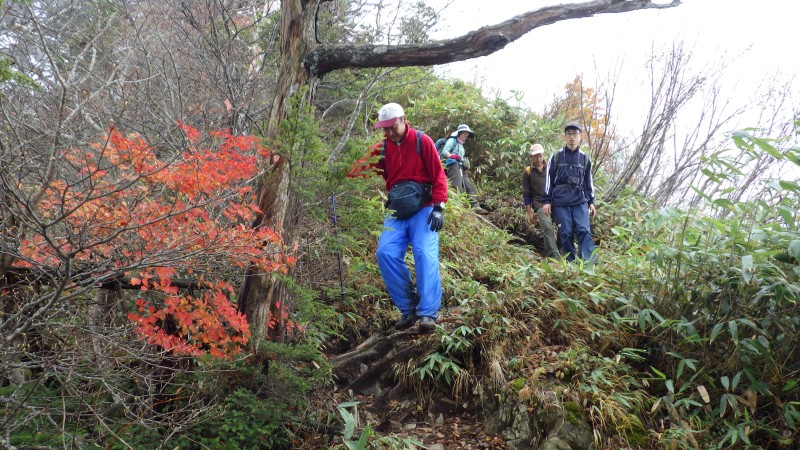 たまの紅葉が目の保養