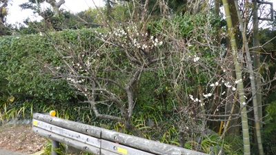 麓は梅が咲いている