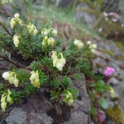 高山植物に癒されながら進む