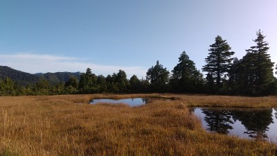 広沢田代に出る