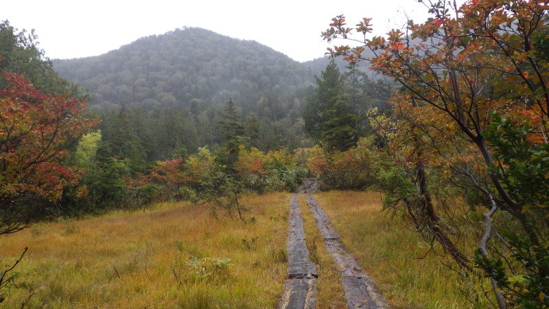 紅葉している？