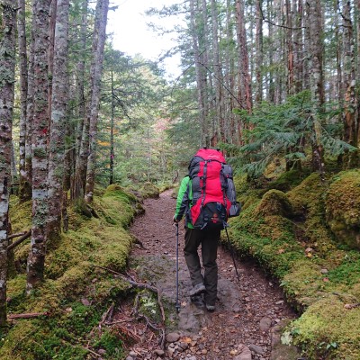 気持ち良い樹林帯を進む